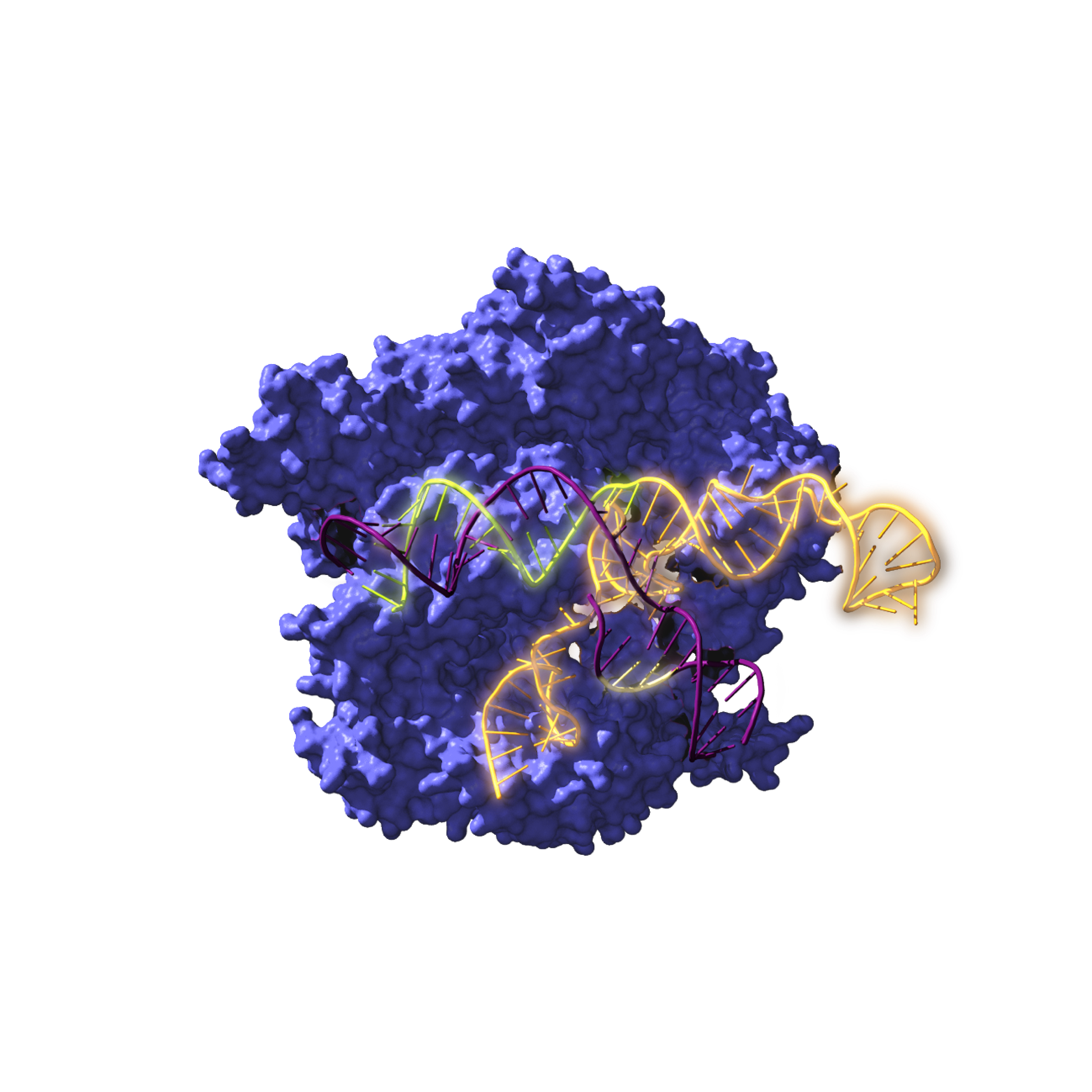 Cas9ren irudia, CRISPR sistemarekin lotutako entzima endonukleasa bat, DNA objektiboaren gainean jarduten / Antonio Reifs (CIC nanoGUNE)