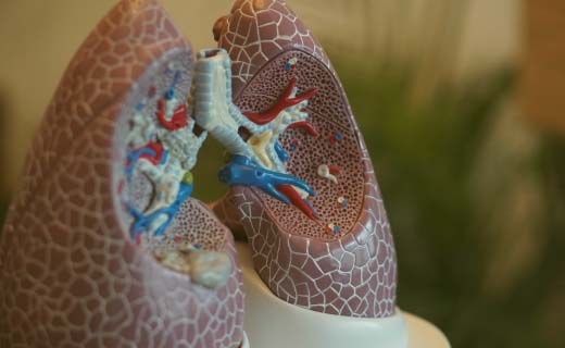 Anatomical model of lungs