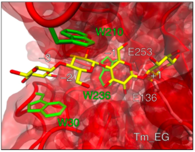 Structure and interaction of cellotetraose substrate bound to catalytically relevant residues in the active site of Tm_EG