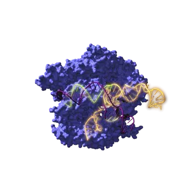 Image of Cas9, an endonuclease enzyme associated with the CRISPR system, acting on the target DNA. / Antonio Reifs (CIC nanoGUNE) Image of Cas9, an endonuclease enzyme.