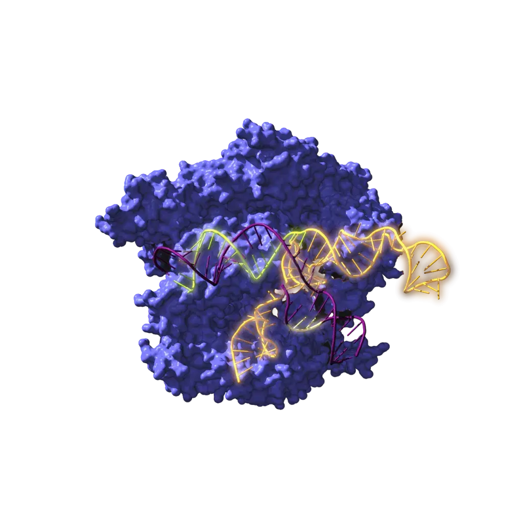 CAS DNA