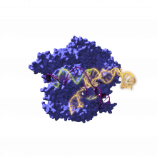 Imagen de Cas9, una enzima endonucleasa asociada con el sistema CRISPR, actuando sobre el ADN objetivo. / Antonio Reifs (CIC nanoGUNE)