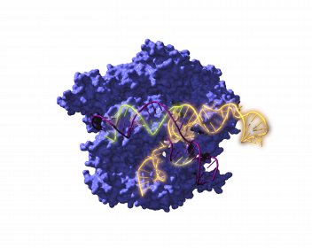 Image of Cas9, an endonuclease enzyme associated with the CRISPR system, acting on the target DNA. / Antonio Reifs (CIC nanoGUNE)