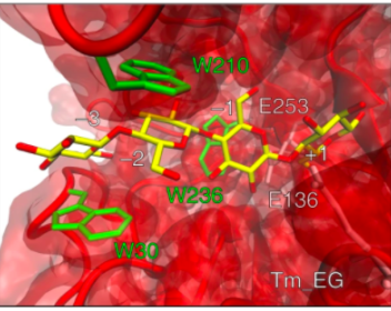 Research on biocatalytic processing of cellulose featured by Communications Chemistry