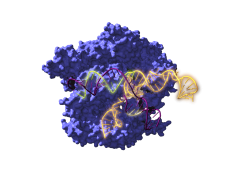 CAS DNA