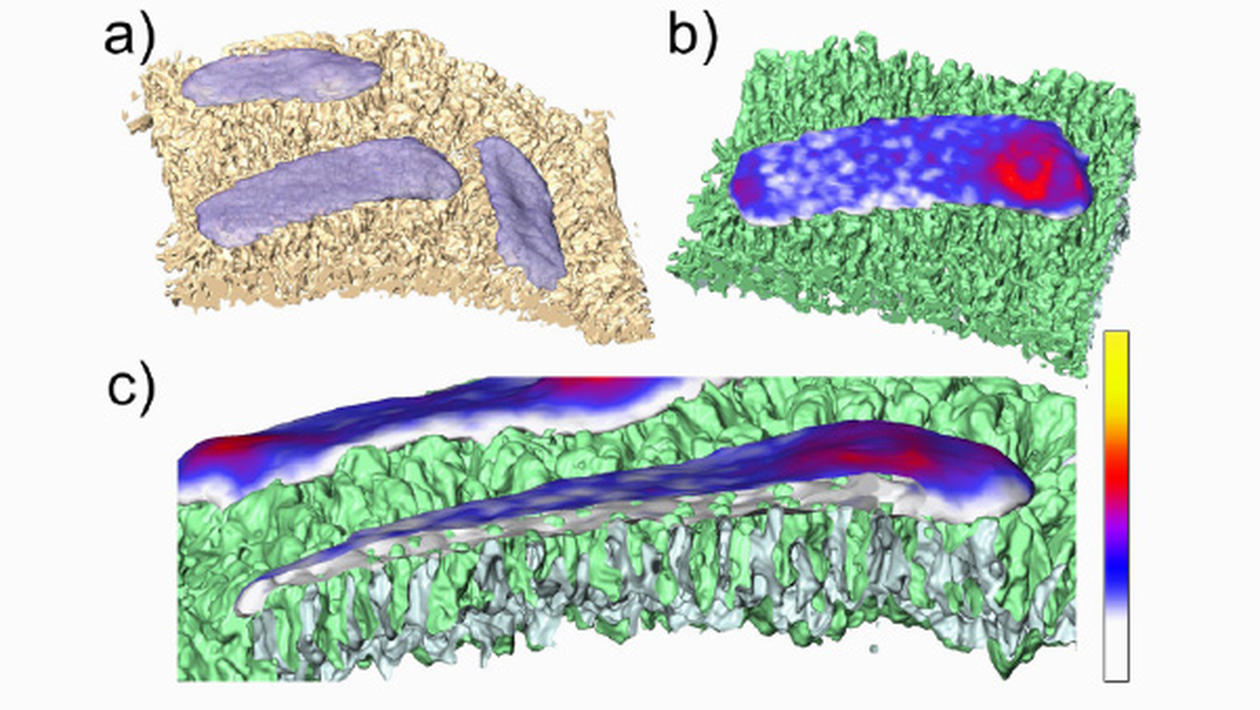 Micro/Nano Tomography, 3D electron microscopy